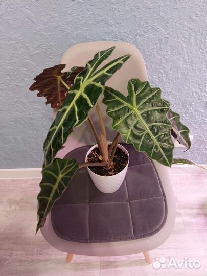 Алоказия, адениум, медиопикта, плющ