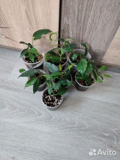 Фикус бенджамина