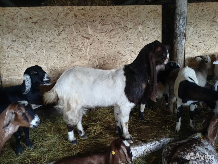 Породистые, молодые, молочные козы
