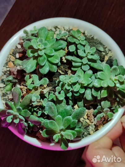 Суккуленты и кактусы