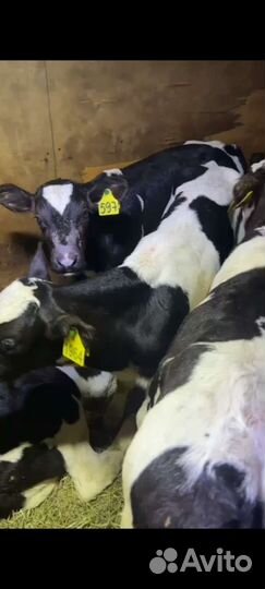 Телята бычки