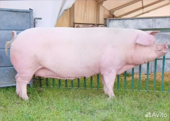 Мясо сало свинина Домашняя Настоящая для Здоровья