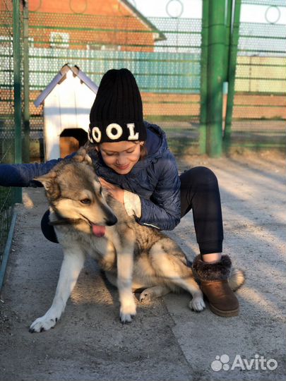 Собака в добрые руки