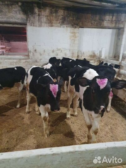 Бычки телята