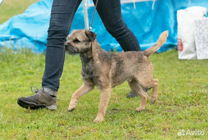 Щенки бордер терьера