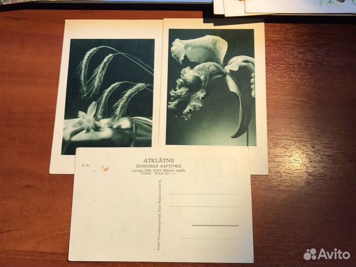 Открытки СССР рыбы/ животные/ растения