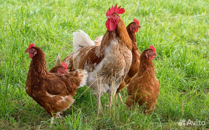 Несушки, молодки