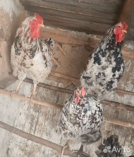 Молодые петухи
