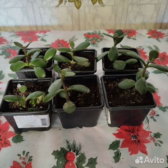 Комнатные цветы