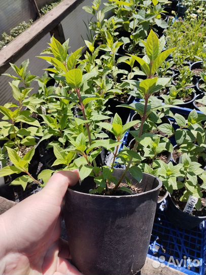 Гортензия метельчатая 20 сортов