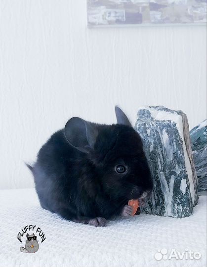 Шиншилла мальчишка по кличке Лойд