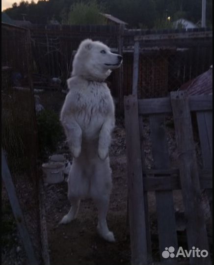 Отдаем щенков сао помесь