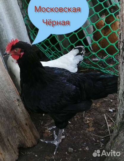 Индейка, петухи