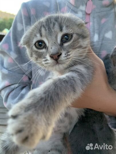 Вислоухие котята в добрые руки бесплатно