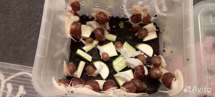 Улитки архахатины