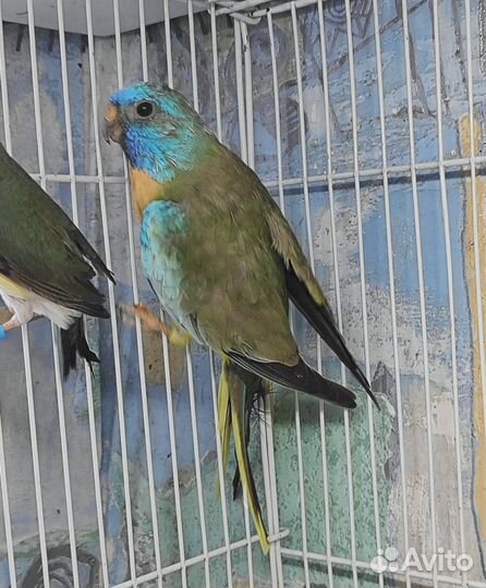 Глянцевый попугай