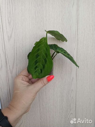 Маранта Лемон лайм, фентези