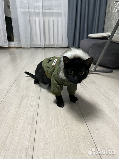 Куртка для собаки/кошки