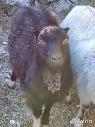 Козы ламанча