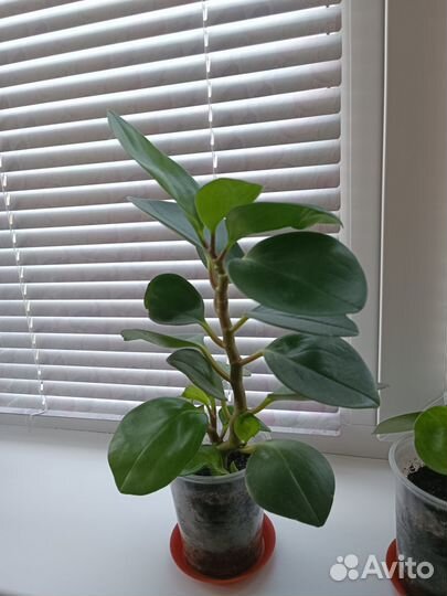 Пеперомия туполистная