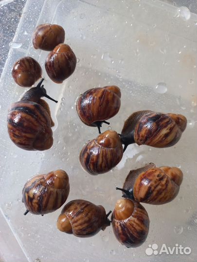 Улитки архахатины