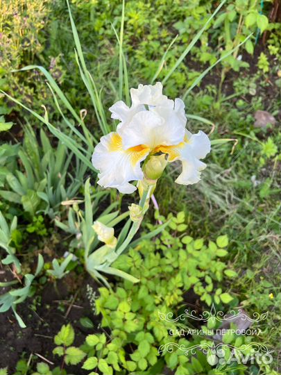 Ирис By Moonlight