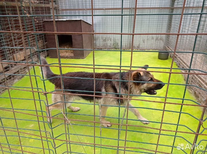 Отдам в добрые руки