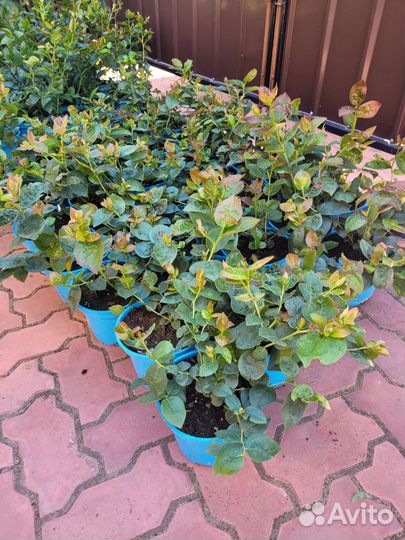 Саженцы голубики