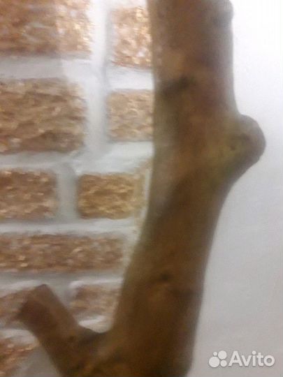 Дерево вешалка