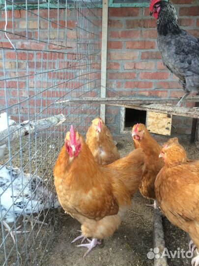 Петух орпинтонг