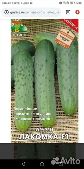 Рассада перец острый и балгарский, баклажаны
