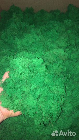 Мох, обрезки