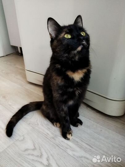 Кошечка Китти