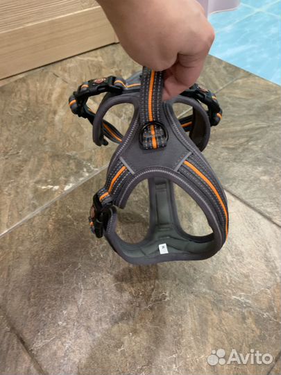 Шлейка Fusion, S-M: 45-54 см/20 мм, графит/папайя