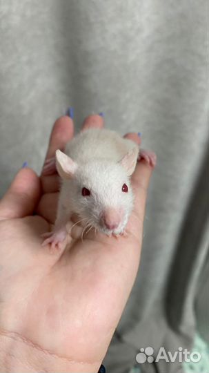 Декоративные крысята