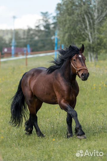 Жеребцы на случку