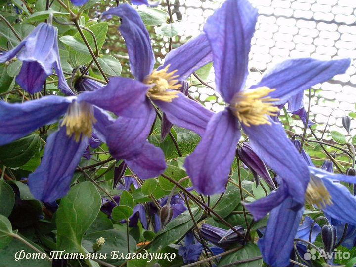 Клематисы, каприфоль, лианы многолетние