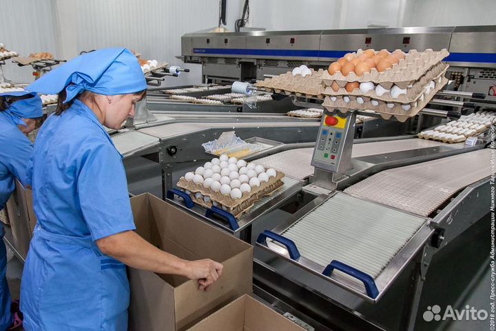 Работа на птицефабрике, ежедневная оплата Пермь