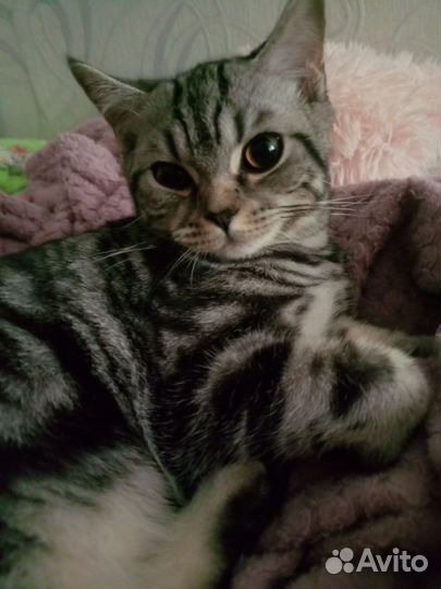 Шотланский котенок