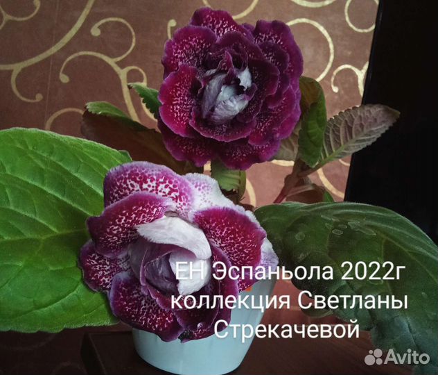 Глоксиния свежесрез листья