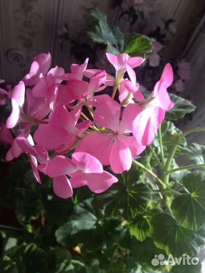 Герань пеларгония