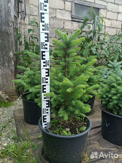 Саженцы ель