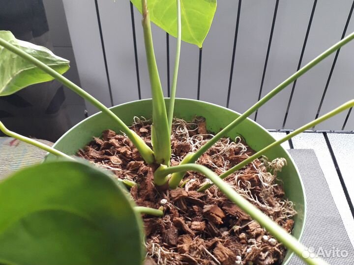 Продам большой антуриум