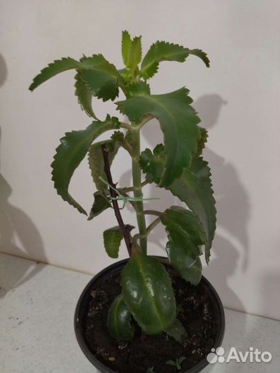 Каланхоэ лечебное домашнее растение