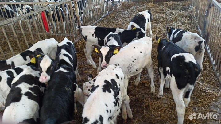 Бычки Без посредников