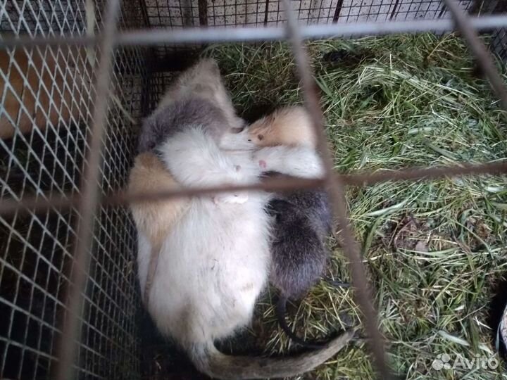 Нутрии, свинина