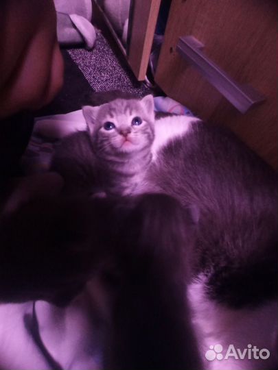 Кошка в дар