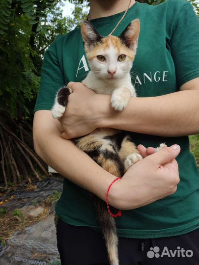 Котëнок в добрые руки