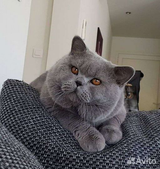 Просто кукла