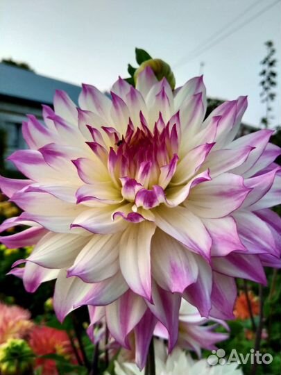 Георгины клубни